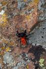 Rote Rhrenspinne
